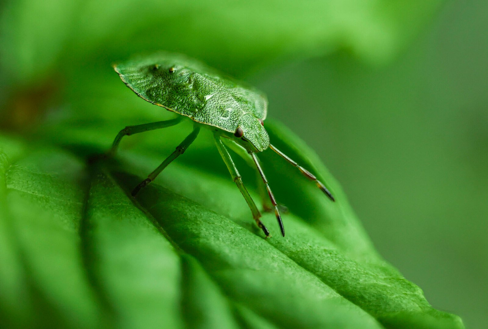 Film Agfa-Gevaert Scopix RP2 - 110 Mm X 30 M - Rouleau N&B 1978 - Neuf