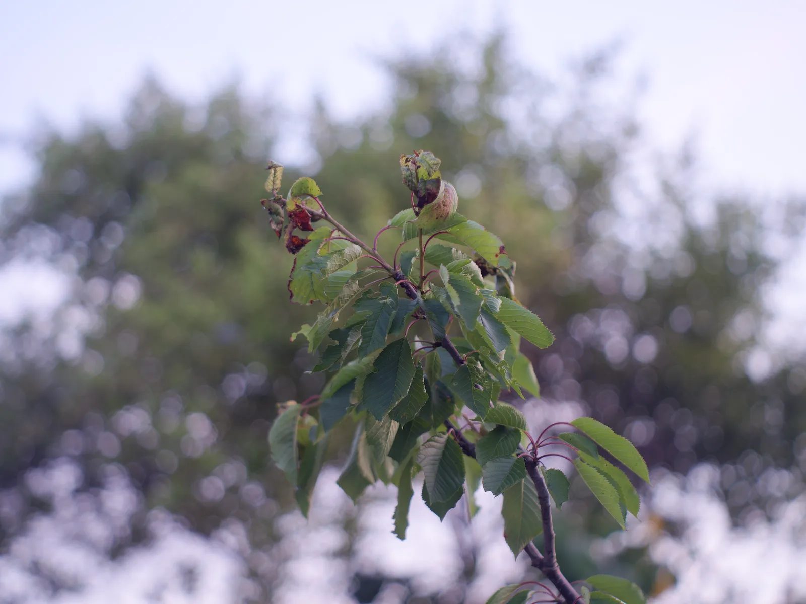 Kershaw_102_f2.8-bokeh-F Kershaw_102m_f2.8-bokeh (GFX uncropped)