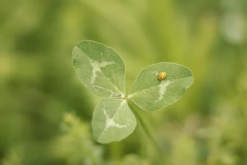 Leica Elmarit-Pro 150mm at f2.8 (Canon R5 35mm full-frame uncropped)