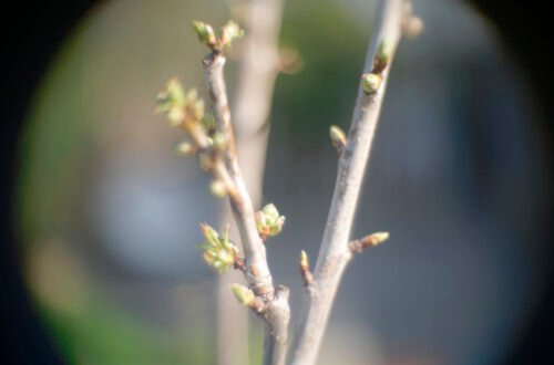 old-delft-50-bokeh