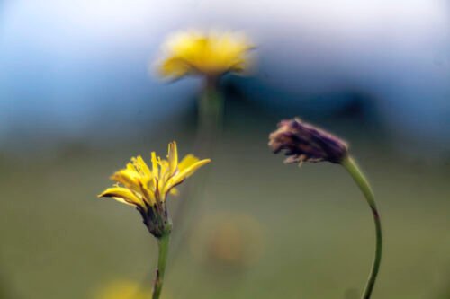 fujimoto_lucky-pj-75-2.5-bokeh4-lr