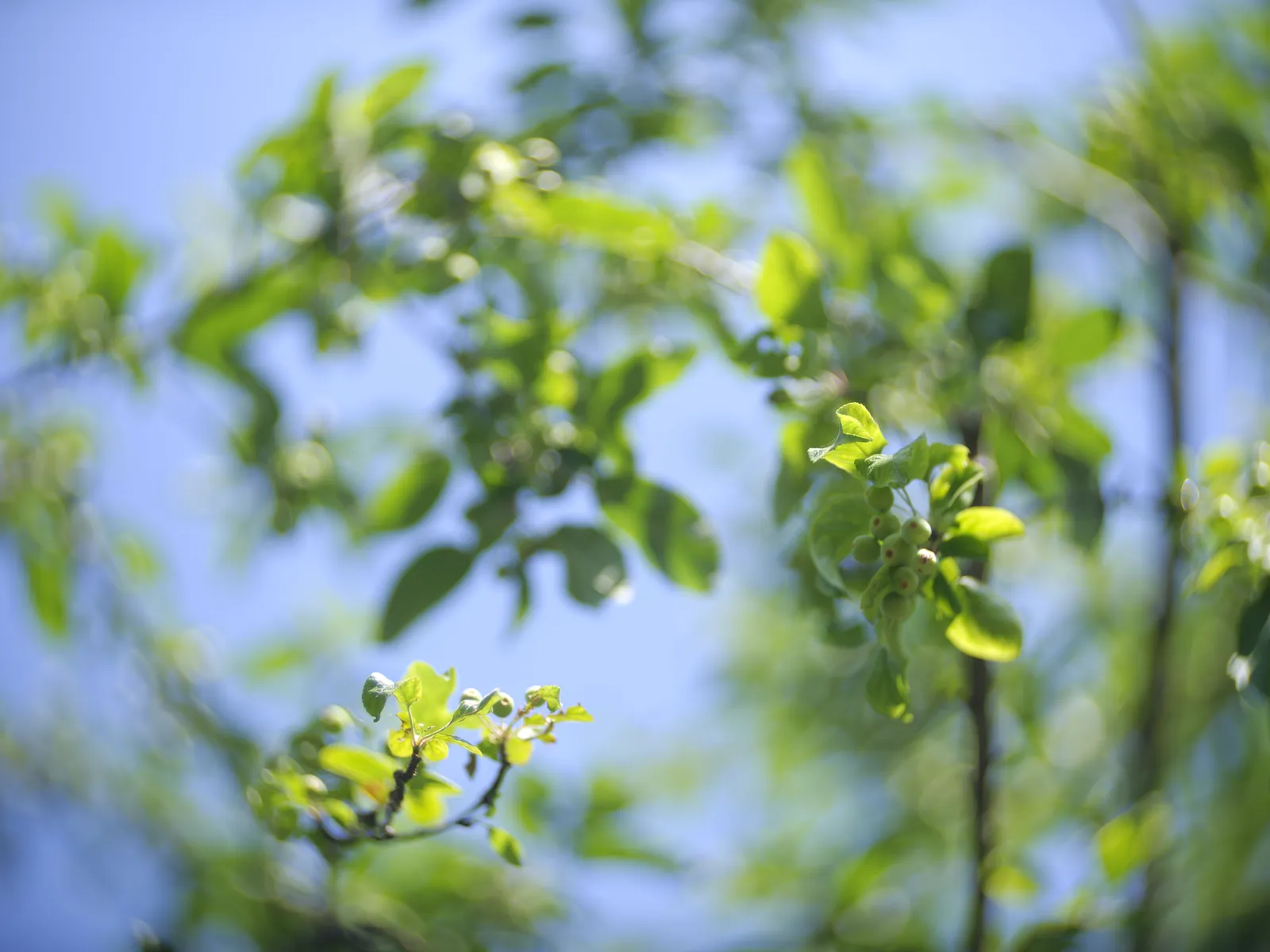 Kershaw Kalee Series K 114mm f1.9 - delta