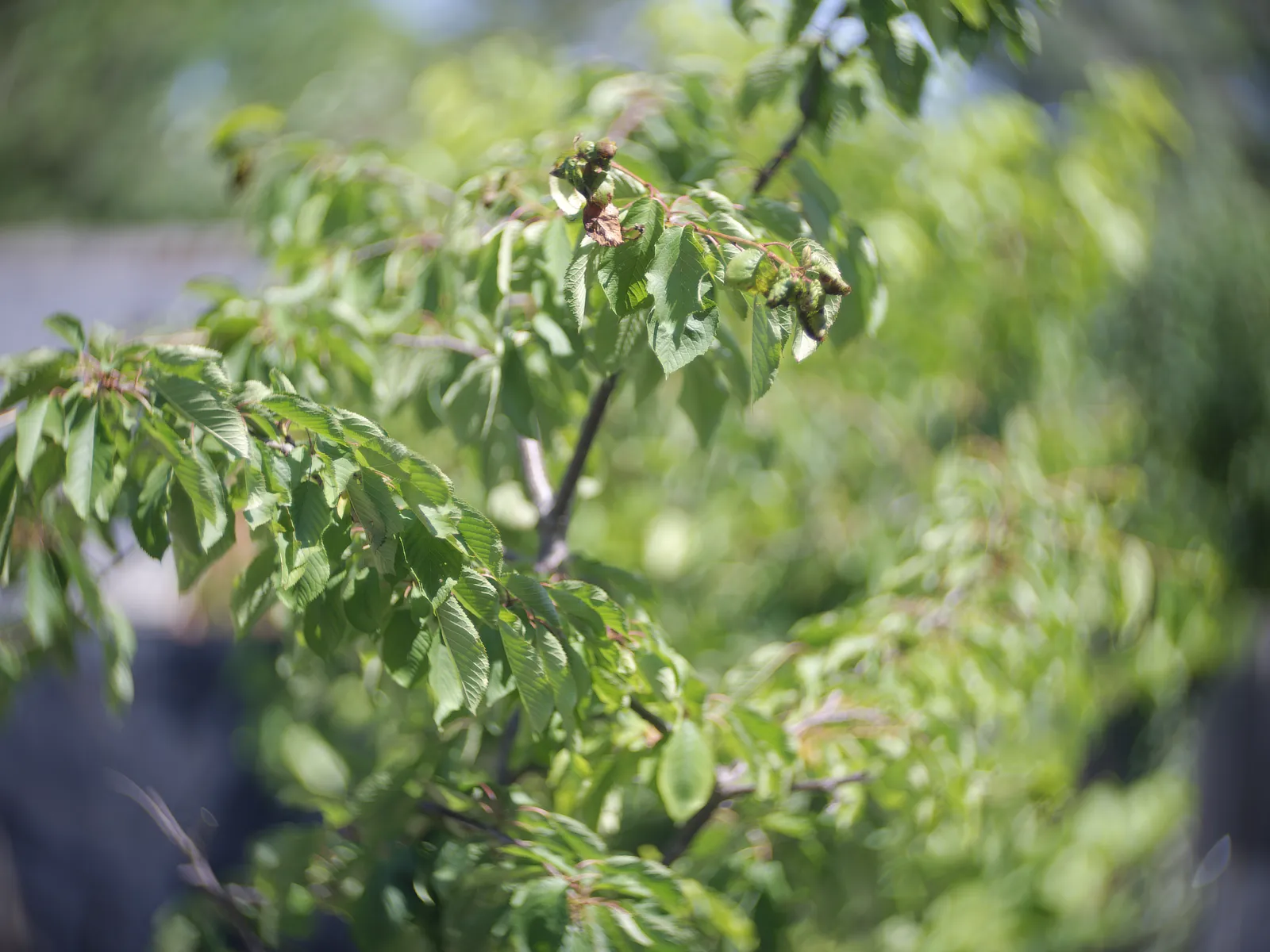 Kershaw Kalee Series K 114mm f1.9 - delta